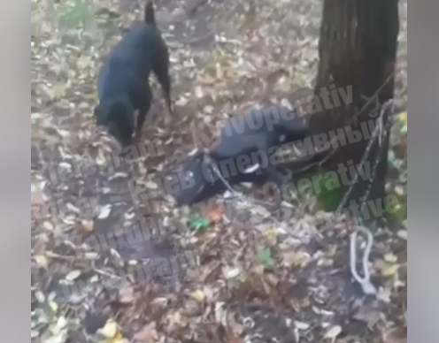 На Воскресенке в лесу живодеры пытались съесть собаку в ночь на Хэллоуин: животное выжило