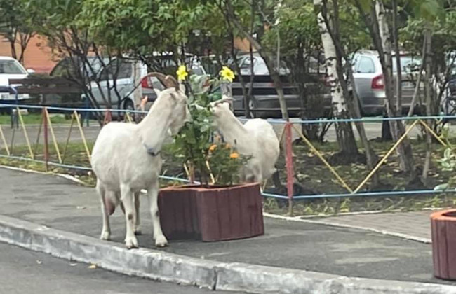 По Киеву разгуливали козы, фото