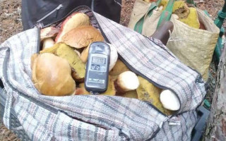Киян закликають утриматися від купівлі грибів на стихійних ринках через загрозу радіації