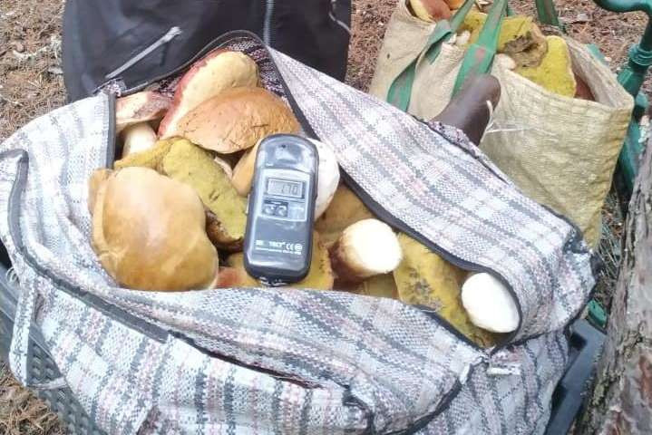 Киян закликають утриматися від купівлі грибів на стихійних ринках через загрозу радіації
