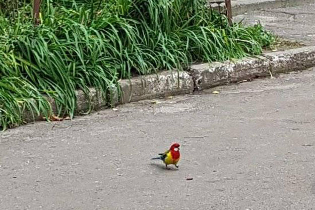 Под Киевом заметили редкую птицу