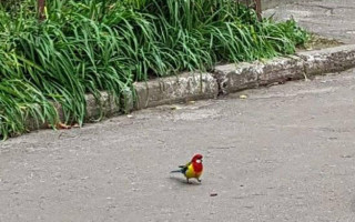 Под Киевом заметили редкую птицу