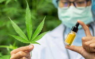 У Слузі народу назвали п’ять причин легалізувати медичний канабіс в Україні