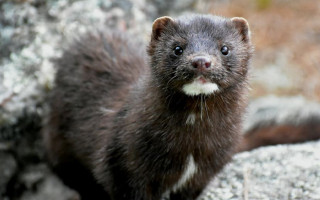 Дал приказ уничтожить всех норок в стране: глава сельского хозяйства Дании уходит в отставку из-за скандала