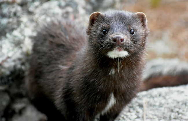 Дал приказ уничтожить всех норок в стране: глава сельского хозяйства Дании уходит в отставку из-за скандала