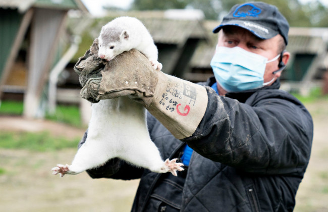 Массовое уничтожение норок: в Ирландии убивают зверьков, у них обнаружили коронавирус-мутант