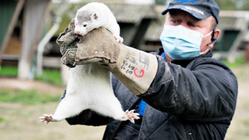 Массовое уничтожение норок: в Ирландии убивают зверьков, у них обнаружили коронавирус-мутант