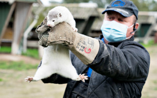 Массовое уничтожение норок: в Ирландии убивают зверьков, у них обнаружили коронавирус-мутант