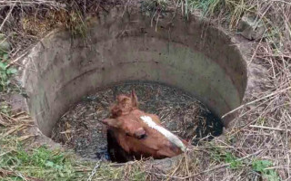 На Київщині провели «операцію» по порятунку коня, фото