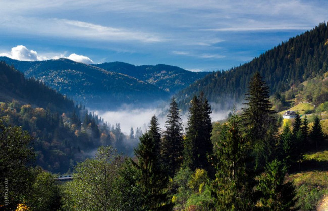 Карпатський регіон знаходить в реальній небезпеці через вирубку дерев: ООН