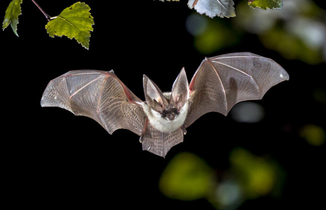 Коронавирус мог передаться человеку не от летучих мышей, — ВОЗ