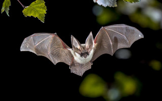 Коронавирус мог передаться человеку не от летучих мышей, — ВОЗ