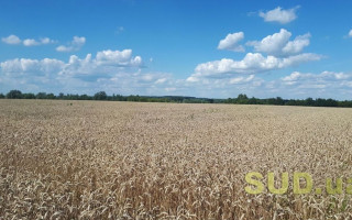 Топ-5 типових порушень при проведенні реєстраційних дій щодо земельних ділянок