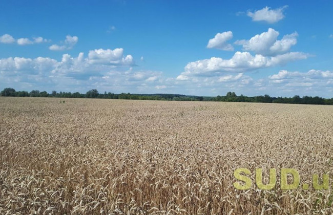 Топ-5 типових порушень при проведенні реєстраційних дій щодо земельних ділянок