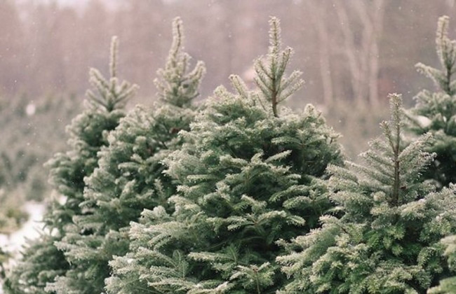 Скільки коштуватимуть ялинки у Києві: актуальні ціни
