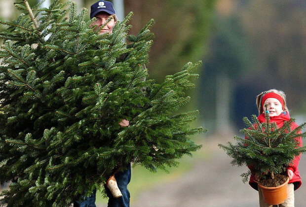 У Києві помітили перший ялинковий базар: де придбати атрибут свята, відео