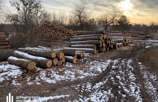 Незаконна вирубка лісу на 3 мільйони: ДБР викрило організовану злочинну групу