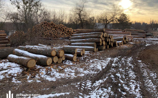 Незаконна вирубка лісу на 3 мільйони: ДБР викрило організовану злочинну групу
