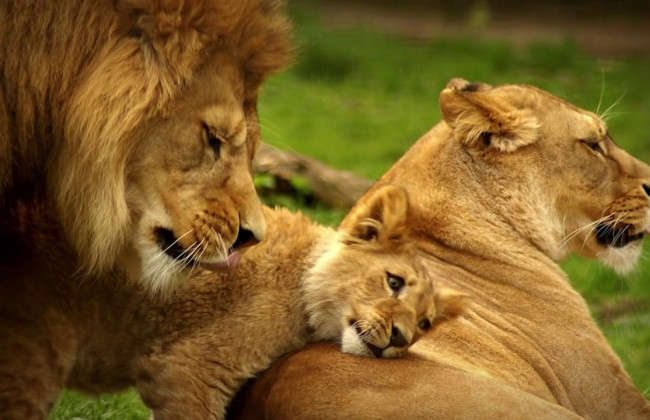 Коронавирусом заболели 4 льва в зоопарке Барселоны: каково состояние животных