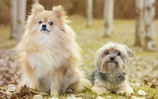 85 гривень штрафу: суд Львова розглядав справу про бійку йорка та шпіца