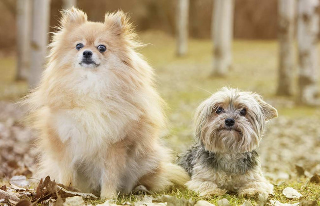 85 гривень штрафу: суд Львова розглядав справу про бійку йорка та шпіца