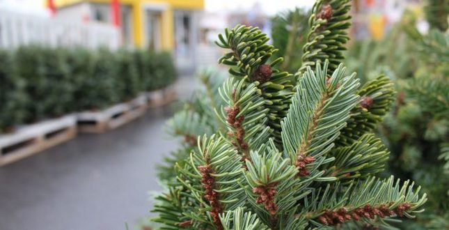 Новый год близко: где  в Киеве купить елку, полный перечень адресов
