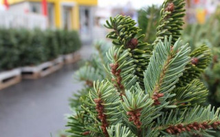 Новый год близко: где  в Киеве купить елку, полный перечень адресов