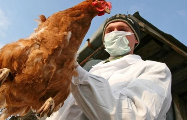 На Миколаївщині стався спалах пташиного грипу