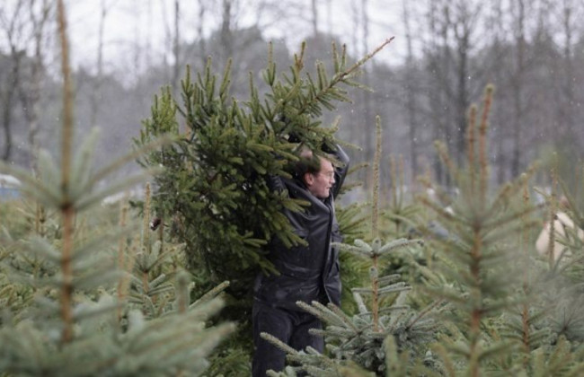 Українцям нагадали про відповідальність за незаконну вирубку хвойних дерев