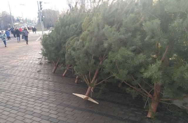 У Києві демонтували 50 незаконних точок з продажу ялинок