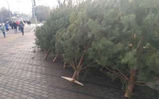 У Києві демонтували 50 незаконних точок з продажу ялинок