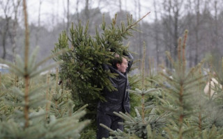 Українцям нагадали про відповідальність за незаконну вирубку хвойних дерев