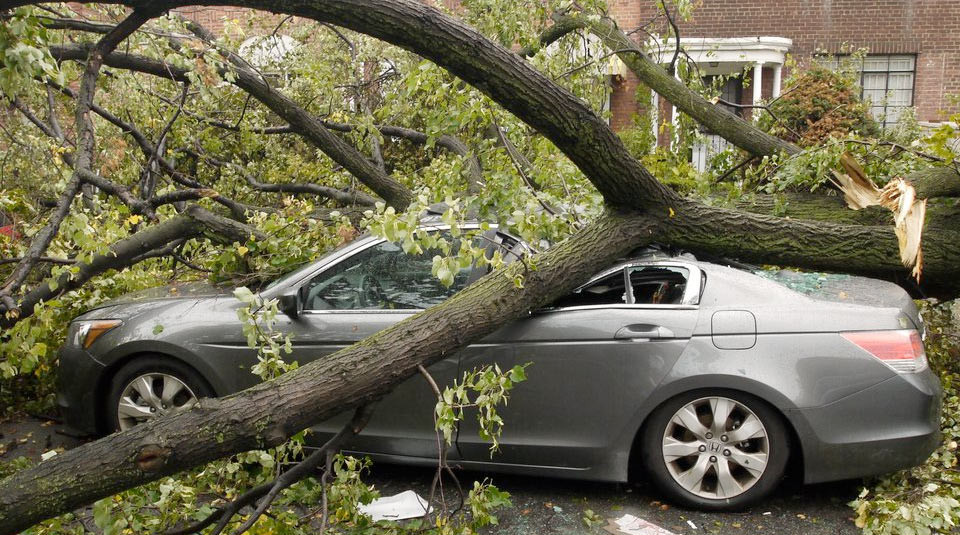 Падіння дерева на автомобіль: чи є можливим відшкодування шкоди через суд