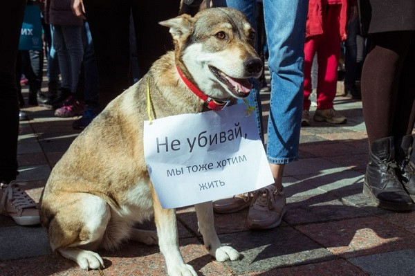 Правовий статус тварин: різновид власності чи істота з правами — погляд із-за кордону