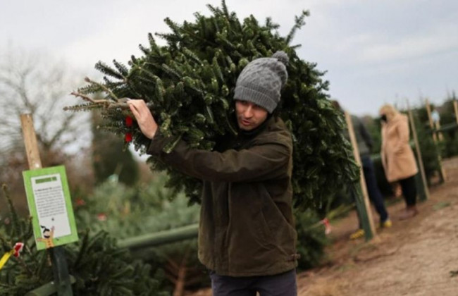 Чи легальна у вас ялинка: як перевірити