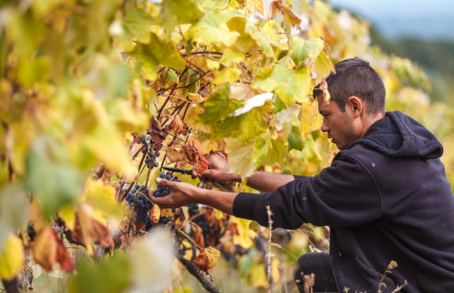 Уряд підтримав національних виробників галузі виноградарства та виноробства
