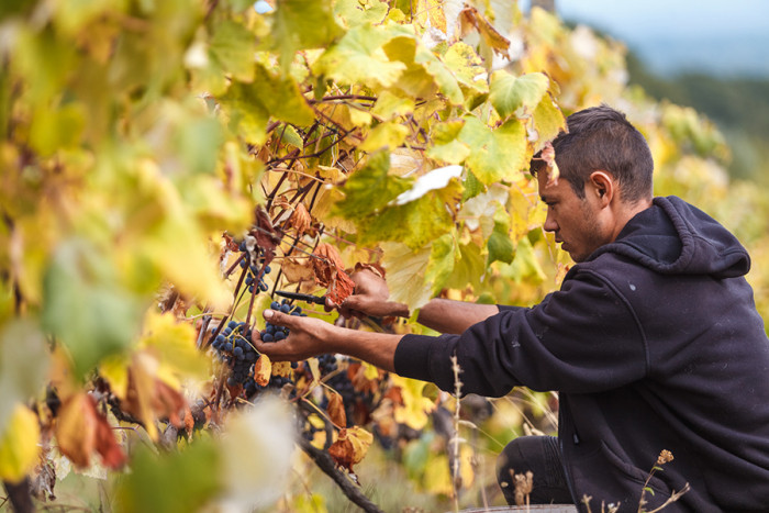 Уряд підтримав національних виробників галузі виноградарства та виноробства