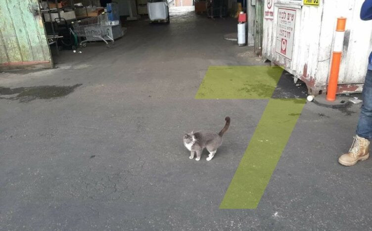 Одесская кошка три недели ехала в Израиль, питаясь конфетами из грузового контейнера: фото