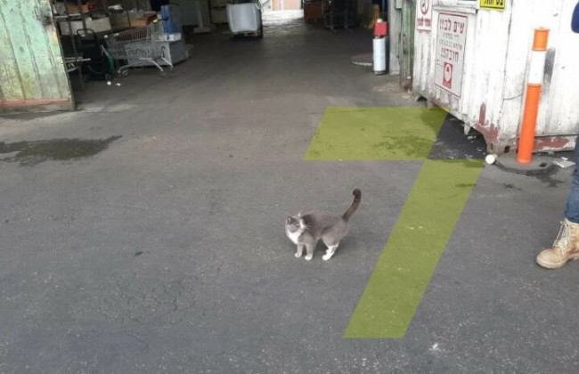 Одесская кошка три недели ехала в Израиль, питаясь конфетами из грузового контейнера: фото