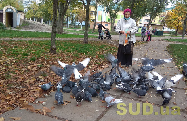 Кияни просять заборонити годівлю голубів біля житлових будинків