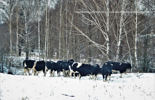 В Чернобыльском заповеднике Киевской области заметили стадо одичавших коров