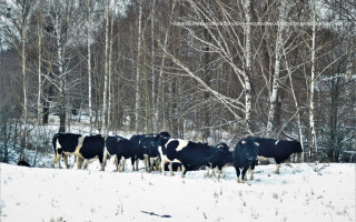 В Чернобыльском заповеднике Киевской области заметили стадо одичавших коров