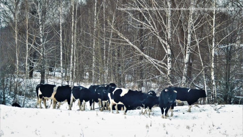 В Чернобыльском заповеднике Киевской области заметили стадо одичавших коров