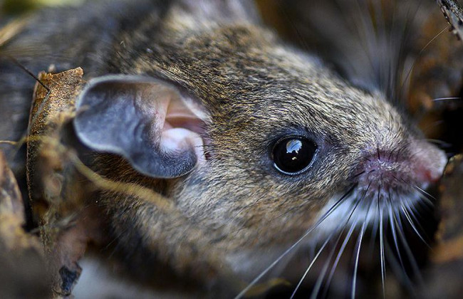 В Украине зарегистрировали первый случай заболевания хантавирусом