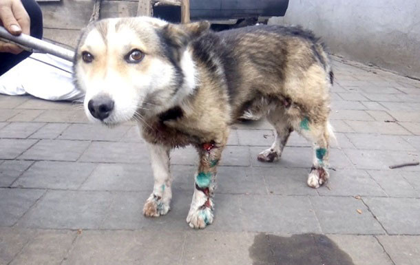 Привязал собаку к авто и протащил по дороге: следователи закрыли дело чиновника-живодера