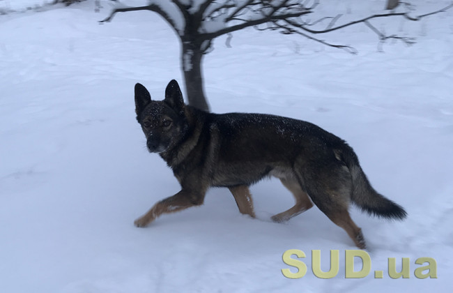 В Украину заходит циклон со снегопадами и дождями: прогнозы синоптиков