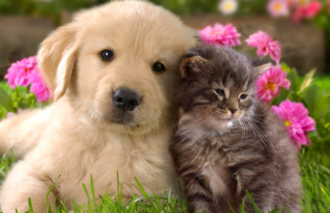 Во Франции могут ограничить продажу щенков и котят в зоомагазинах