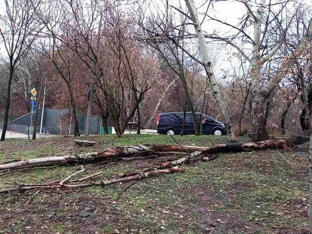 В Киеве ветер сломал десятки деревьев, фото