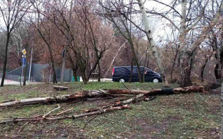 В Киеве ветер сломал десятки деревьев, фото