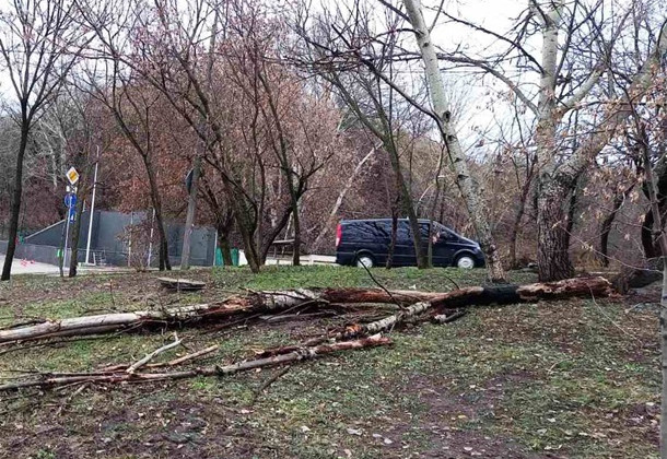 В Киеве ветер сломал десятки деревьев, фото